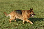 hundefotos deutscher_schaeferhund