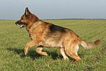 hundefotos deutscher_schaeferhund