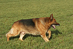 hundefotos deutscher_schaeferhund