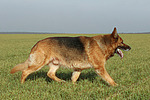 hundefotos deutscher_schaeferhund