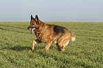 hundefotos deutscher_schaeferhund