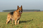 hundefotos deutscher_schaeferhund