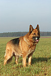 hundefotos deutscher_schaeferhund