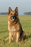 hundefotos deutscher_schaeferhund
