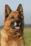 hundefotos deutscher_schaeferhund