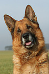 hundefotos deutscher_schaeferhund