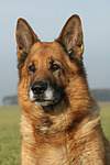 hundefotos deutscher_schaeferhund