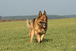 hundefotos deutscher_schaeferhund