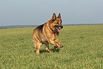 hundefotos deutscher_schaeferhund