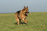hundefotos deutscher_schaeferhund