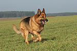 hundefotos deutscher_schaeferhund