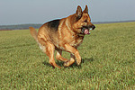 hundefotos deutscher_schaeferhund