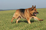 hundefotos deutscher_schaeferhund