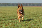 hundefotos deutscher_schaeferhund