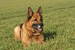 hundefotos deutscher_schaeferhund