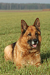 hundefotos deutscher_schaeferhund