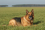 hundefotos deutscher_schaeferhund