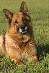 hundefotos deutscher_schaeferhund