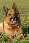 hundefotos deutscher_schaeferhund