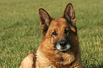 hundefotos deutscher_schaeferhund