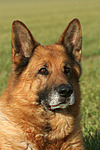 hundefotos deutscher_schaeferhund