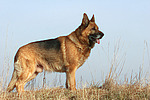 hundefotos deutscher_schaeferhund