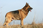 hundefotos deutscher_schaeferhund