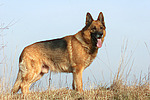hundefotos deutscher_schaeferhund