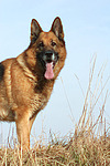 hundefotos deutscher_schaeferhund