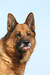 hundefotos deutscher_schaeferhund