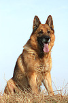 hundefotos deutscher_schaeferhund
