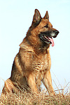 hundefotos deutscher_schaeferhund