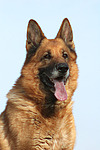hundefotos deutscher_schaeferhund