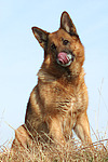 hundefotos deutscher_schaeferhund