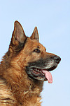 hundefotos deutscher_schaeferhund