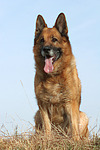 hundefotos deutscher_schaeferhund