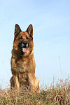 hundefotos deutscher_schaeferhund