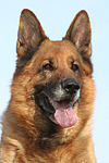 hundefotos deutscher_schaeferhund