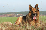 hundefotos deutscher_schaeferhund
