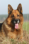 hundefotos deutscher_schaeferhund