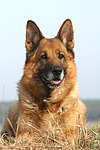 hundefotos deutscher_schaeferhund