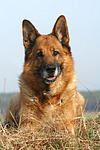 hundefotos deutscher_schaeferhund