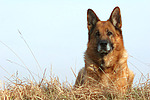 hundefotos deutscher_schaeferhund