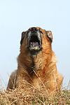 hundefotos deutscher_schaeferhund