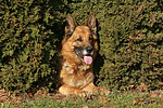 hundefotos deutscher_schaeferhund