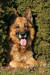 hundefotos deutscher_schaeferhund