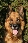 hundefotos deutscher_schaeferhund