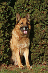 hundefotos deutscher_schaeferhund