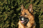 hundefotos deutscher_schaeferhund