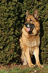 hundefotos deutscher_schaeferhund